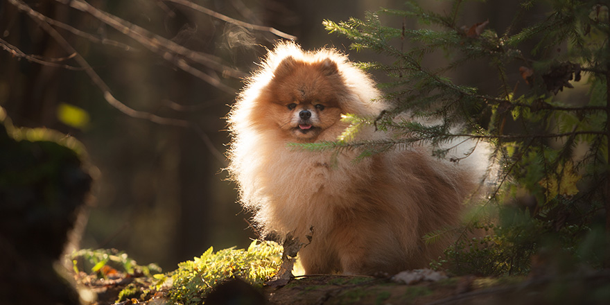 Small Pomeranian Spitz stands in the forest. Dog outdoor.