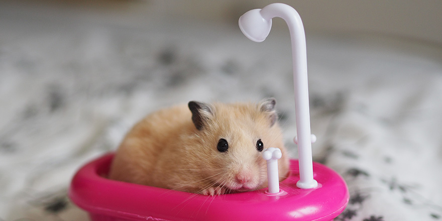 Syrian Hamster Sits In A Pink Toy Bath