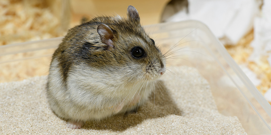 The Djungarian dwarf hamster is sitting on the bathing sand.