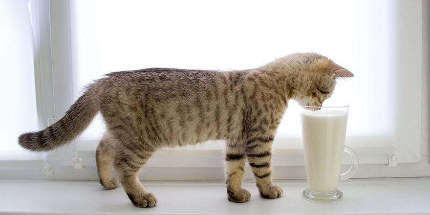 The kitten drinks milk, Cute Scottish kitten.