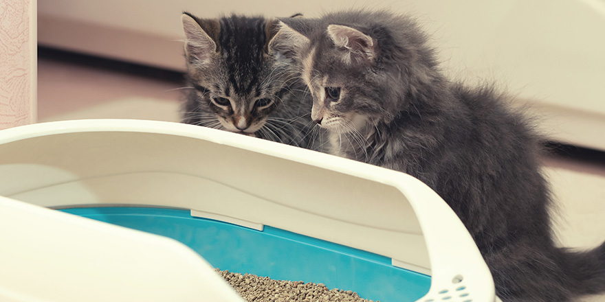 Two cute kittens are sitting near their litter box. 