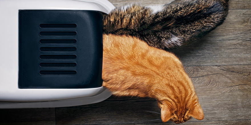 Two tabby cats seen from above while using a closed litter box.