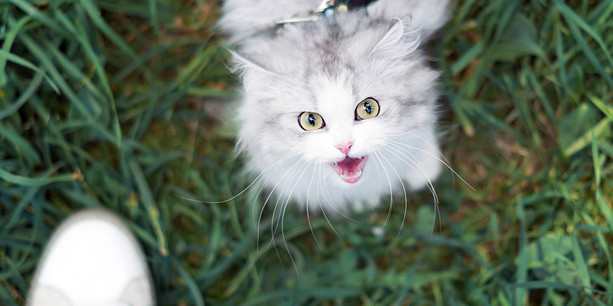 White beautiful female cat walking on green grass