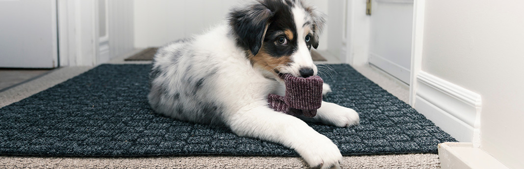 Why Do Dogs Like Socks