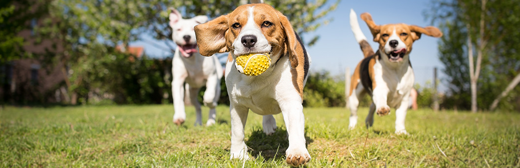 Why Do Dogs Sneeze When Playing?