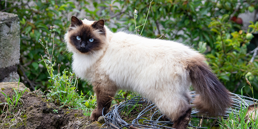 beautiful himalayan cat in the field