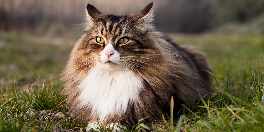 beautiful norwegian forest cat lying on the grass.