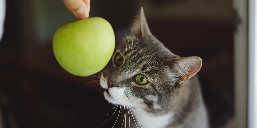 cat and green apple, vegetables for animal