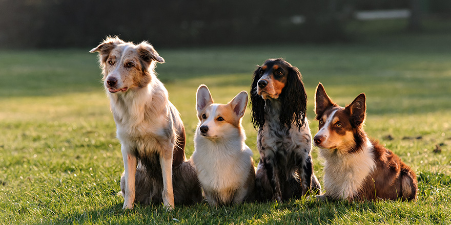 four dogs sitting in the Park