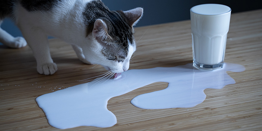 front view closeup of white cat licking milk spilled in a puddle from a glass on a wooden table