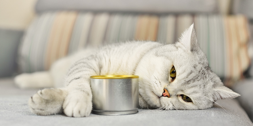 gray shorthair cat and food can