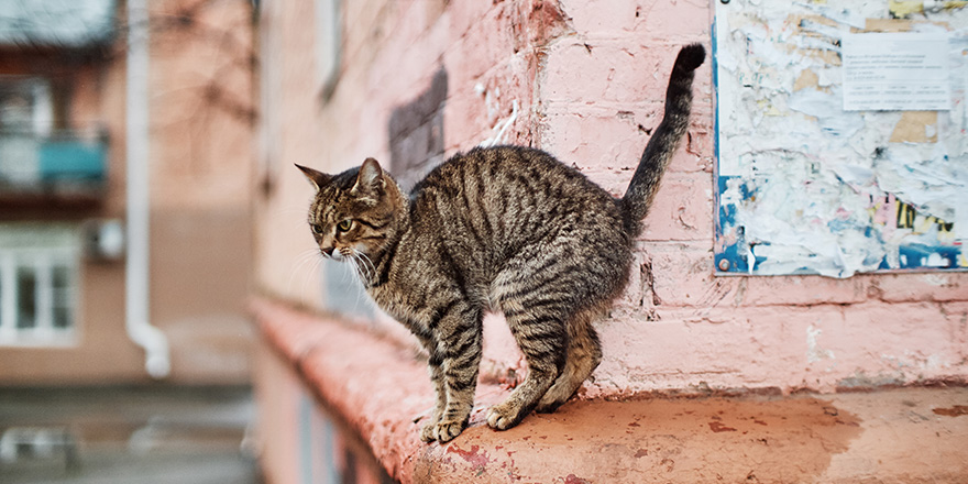 homeless street cat arching her back