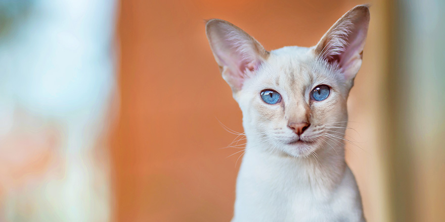 lilac tabby point siamese