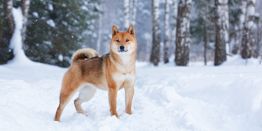 shiba inu dog in winter snow fairy tale forest