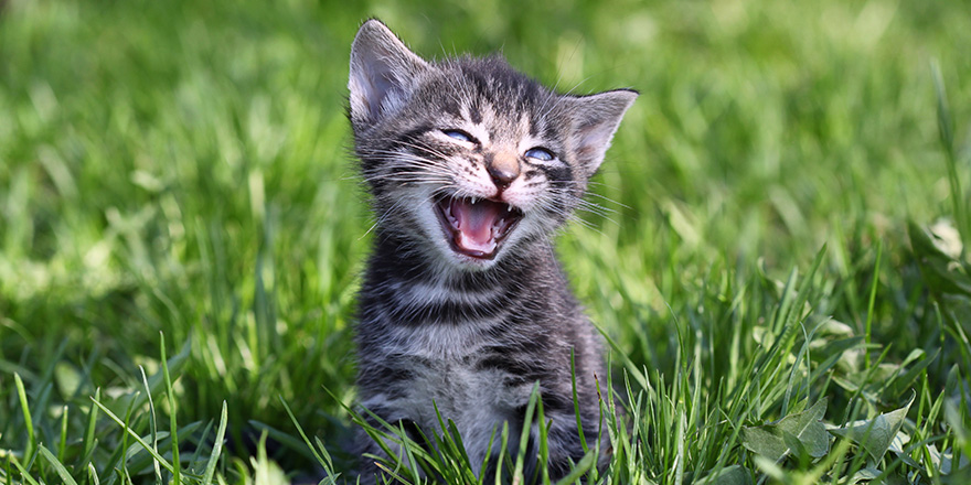 small gray tabby kitten meowing while sitting in the grass