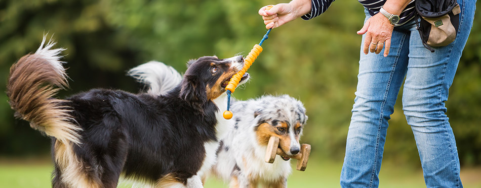 woman trains with two Australian Shepherd dogs on a dog training field