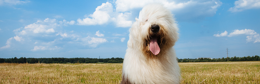 20-Fluffy-Dog-Breeds