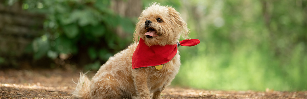 35 Adorable and Irresistible Shih Tzu Mixes