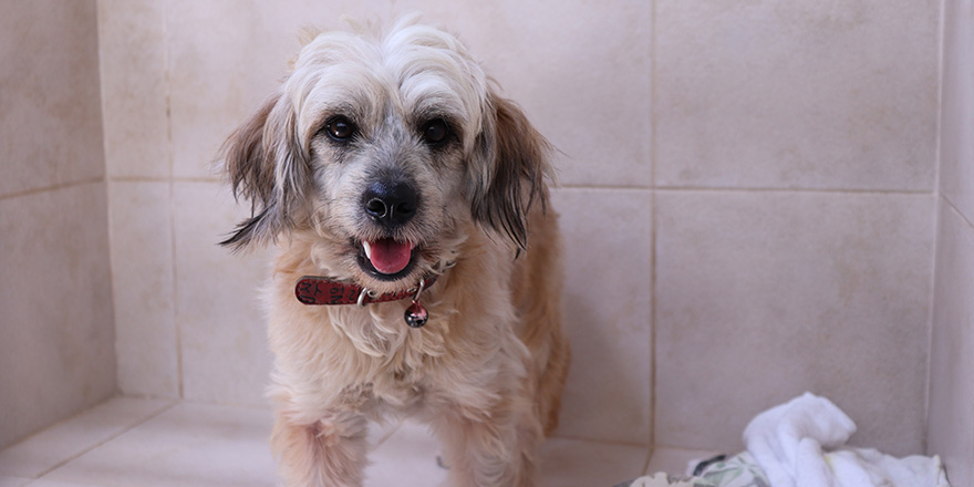 A Brown and White Westie, West Highland White Terrier/Shih Tzu Mix Dog in the cage at the animal hospital/veterinary Clinic waiting for recovery, after get treatment.