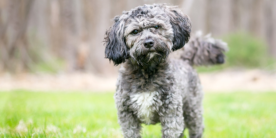 Havanese x Shih Tzu mix