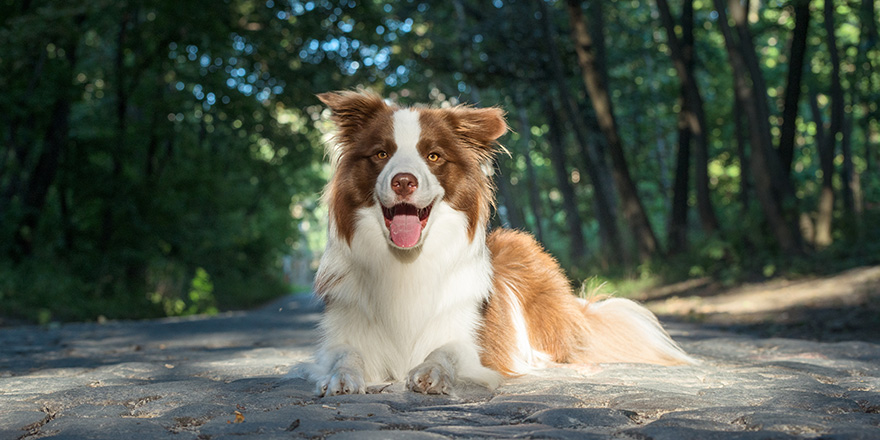 Adorable Young Border collie laying on the ground.