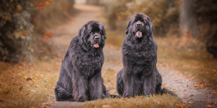 Amazing newfoundland dogs in autumn