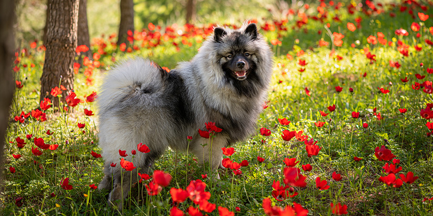 Beautiful Keeshond Male in a Puppy Field