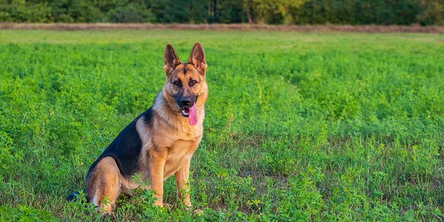 Beautiful german shepherd dog, smart and easy to train on the edge of the forest in Hungary