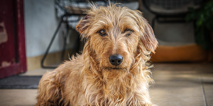 Beautiful wirehaired dog relaxing on the terrace