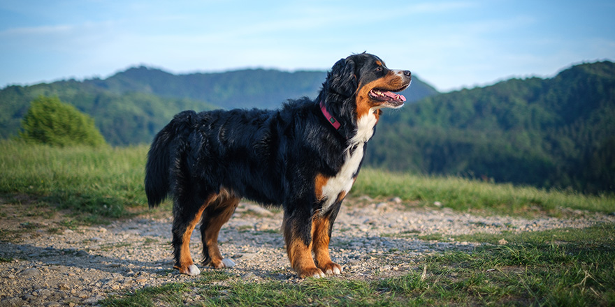 Bernese Mountain Dog in evening sun