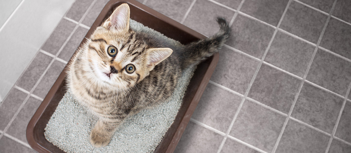 Best-Cat-Litter-Box-Liners