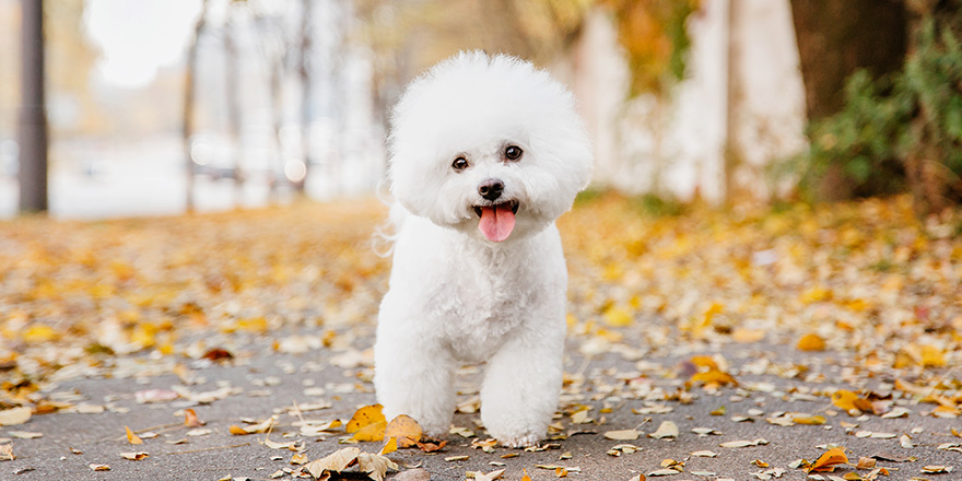 Bichon frize dog close up portrait.