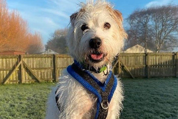 Buddy had been at the North Somerset branch for more than 500 days