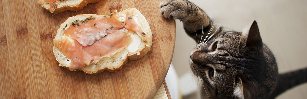 Can Cats Eat Salmon?