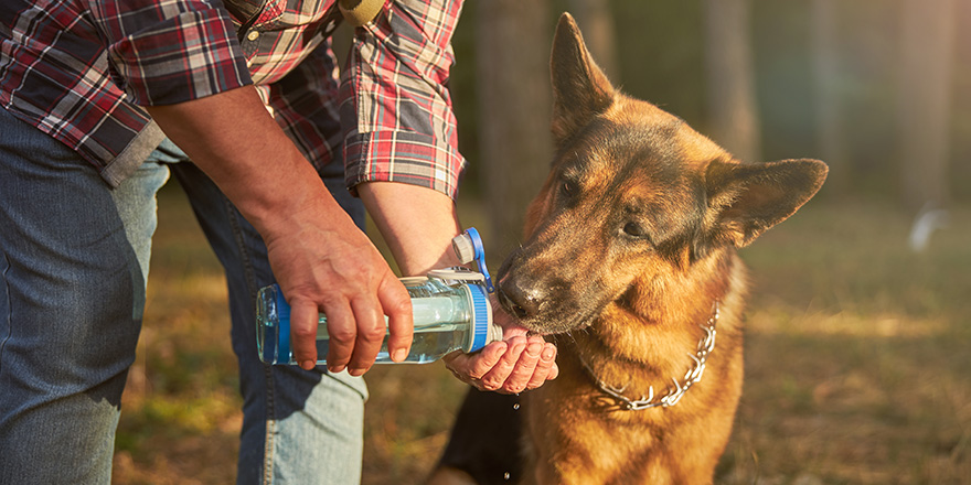 Caring dog owner helping a german shepherd drink from his palm while keeping it hydrated