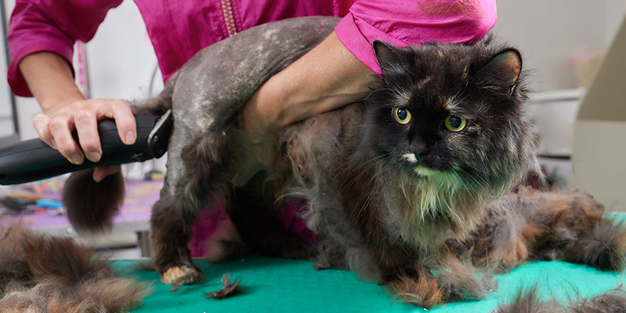 Cat grooming in pet beauty salon Grooming master cuts and shaves a cat cares for a cat