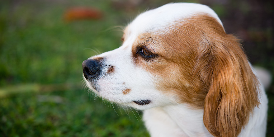 Cavalier King Charles Spaniel x Shih Tzu mix