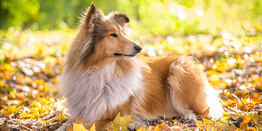 Collie dog lying down on autumn forest with golden leaves at sunlight