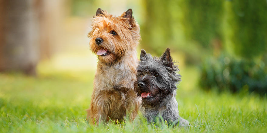 Couple of Cairn Terriers Sitting in Grass