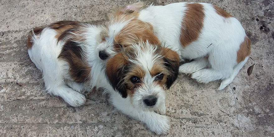 Cuddling Puppies Laying Together