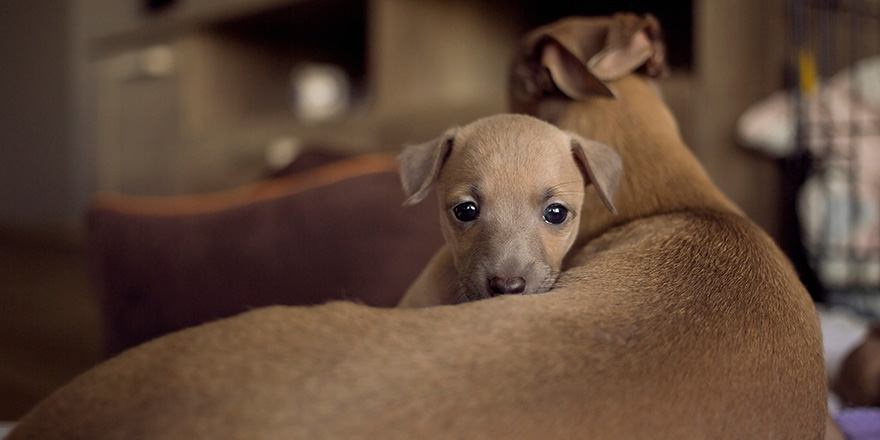 Cute brown Italian greyhound puppy looking from mommy's safety hug