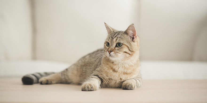 Cute cat lying on wooden table in living room