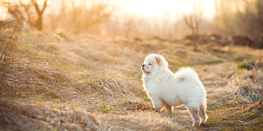 Cute chow chow in the field