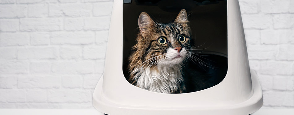 Cute maine coon cat sitting in a closed llitter box and looking curious sideways.