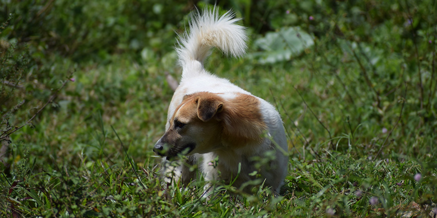 Cute puppy dog on the green forest