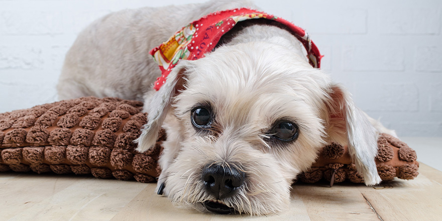 Cute short hair mixed breed puppy (Shih-Tzu / Schnauzer) with Christmas scarf