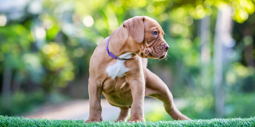 Cute small puppy pitbull