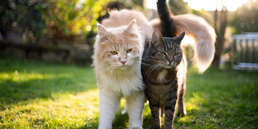 Des Moines All-Breed Cat Show