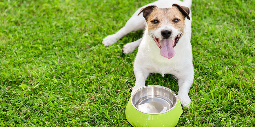 Dog drinking water from doggy bowl cooling down at hot summer day
