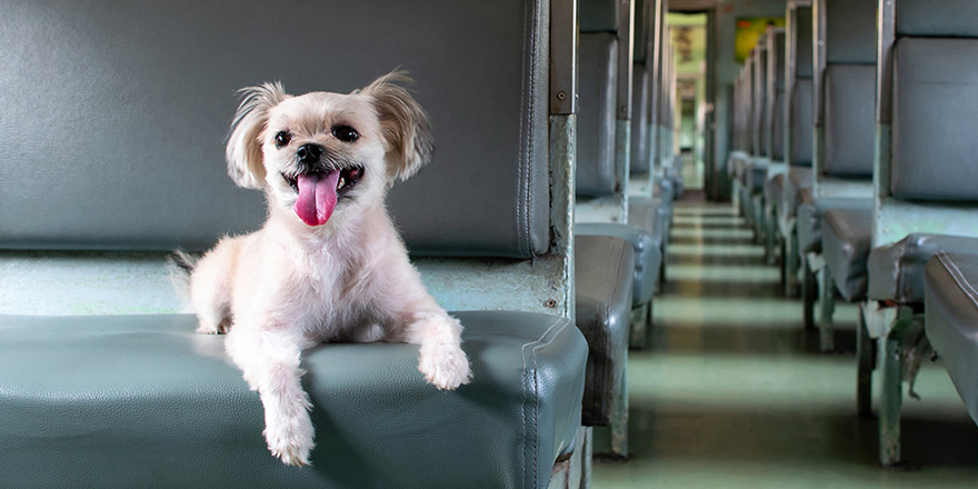 Dog so cute beige color mixed breed with Shih-Tzu, Pomeranian